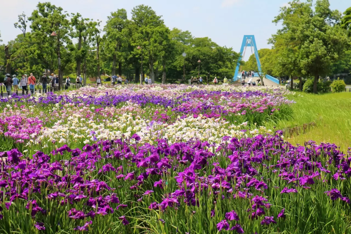 Shibamata, A Retro Town Bursting with Nostalgic Charm and Tranquil Nature