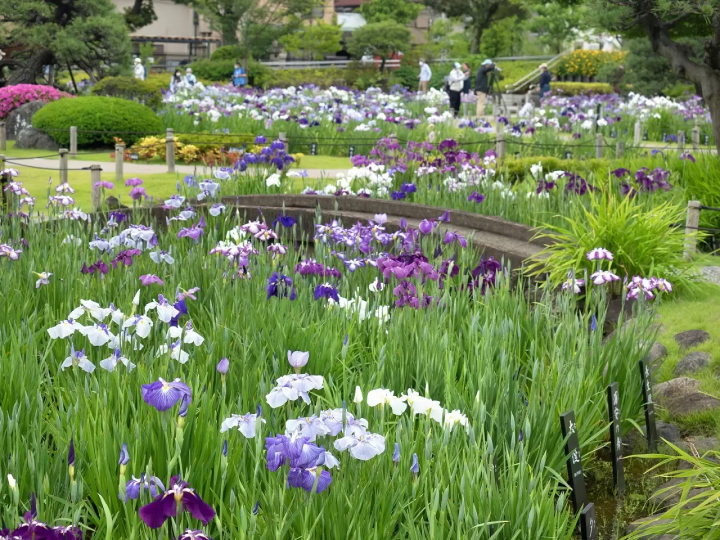 Shibamata, A Retro Town Bursting with Nostalgic Charm and Tranquil Nature