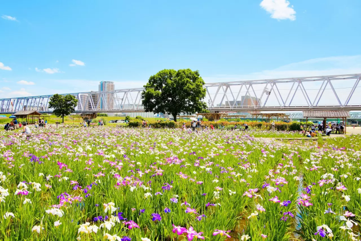 Shibamata, A Retro Town Bursting with Nostalgic Charm and Tranquil Nature