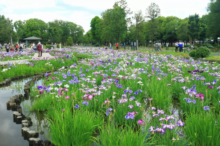 Shibamata, A Retro Town Bursting with Nostalgic Charm and Tranquil Nature