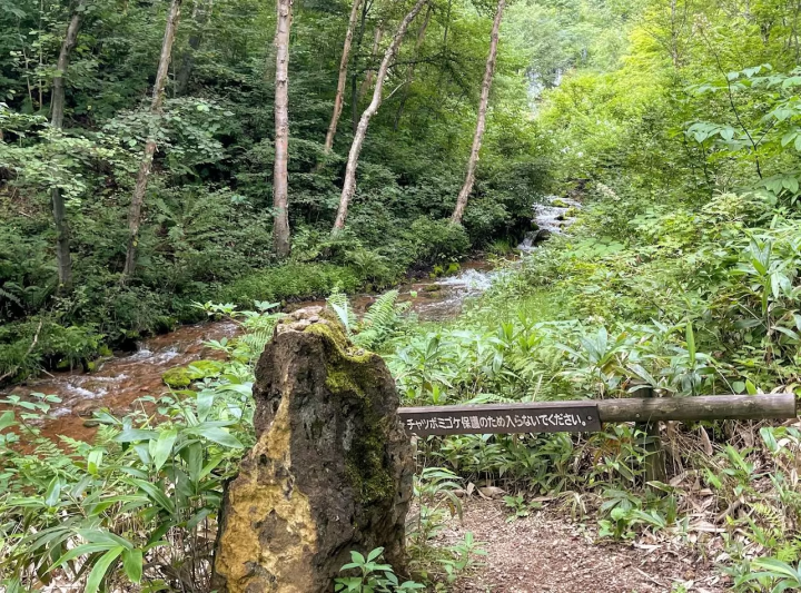溫泉區成簇生長的稀有苔蘚！群馬縣“茶壺禦華公園”