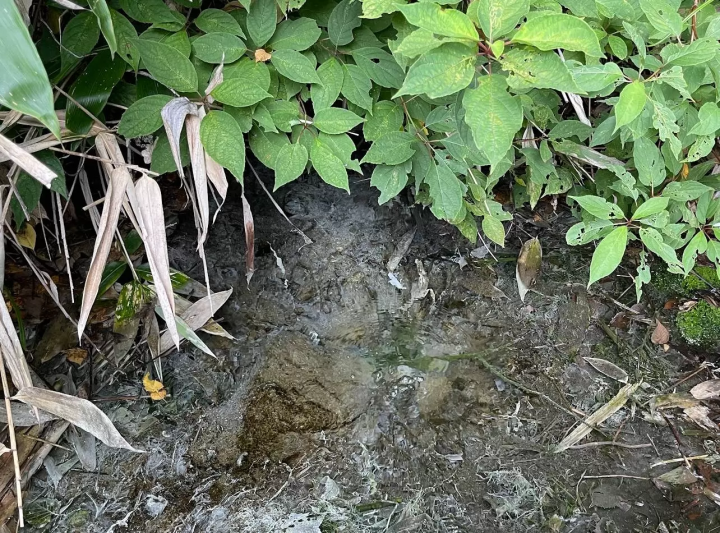 溫泉區成簇生長的稀有苔蘚！群馬縣“茶壺禦華公園”