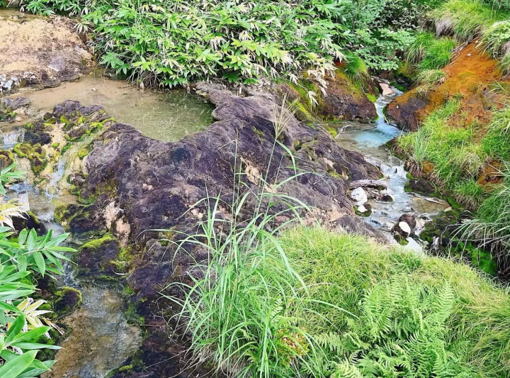 溫泉區成簇生長的稀有苔蘚！群馬縣“茶壺禦華公園”
