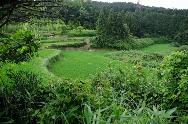 หนึ่งในถนนที่โหดที่สุดในญี่ปุ่น | เดินผ่านหุบเขาอันมืดมิดในฮิกาชิโอซากะ