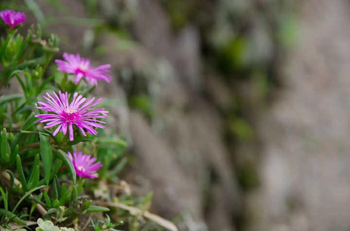 หนึ่งในถนนที่โหดที่สุดในญี่ปุ่น | เดินผ่านหุบเขาอันมืดมิดในฮิกาชิโอซากะ