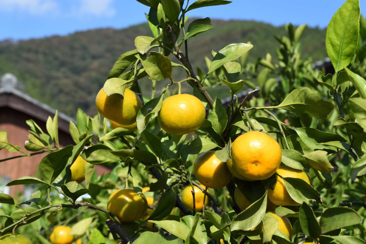 2024년 3월 16일 호쿠리쿠 신칸센 가나자와~쓰루가마 개업! 후쿠이현・쓰루가의 추천 관광 명소 15선!