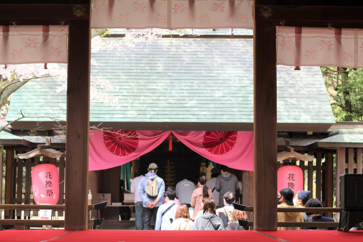 2024년 3월 16일 호쿠리쿠 신칸센 가나자와～쓰루가마 개업! 쓰루가의 벚꽃 명소 · 가나자키 미야 로맨틱 한 꽃 축제