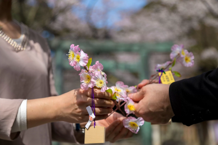 2024년 3월 16일 호쿠리쿠 신칸센 가나자와～쓰루가마 개업! 쓰루가의 벚꽃 명소 · 가나자키 미야 로맨틱 한 꽃 축제