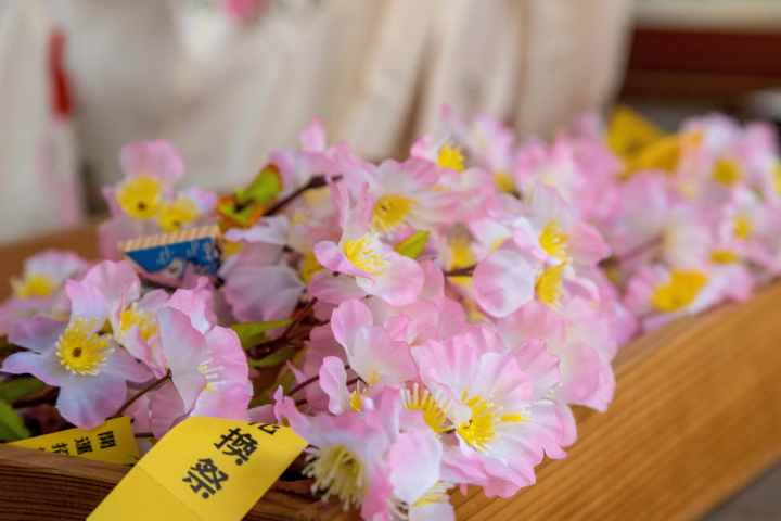 2024년 3월 16일 호쿠리쿠 신칸센 가나자와～쓰루가마 개업! 쓰루가의 벚꽃 명소 · 가나자키 미야 로맨틱 한 꽃 축제