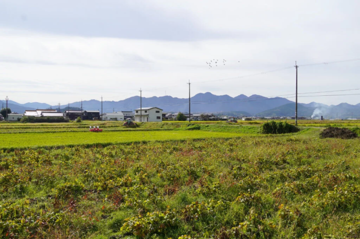 【丹波篠山市】在農家享受黑毛豆、草莓、豆子的美味