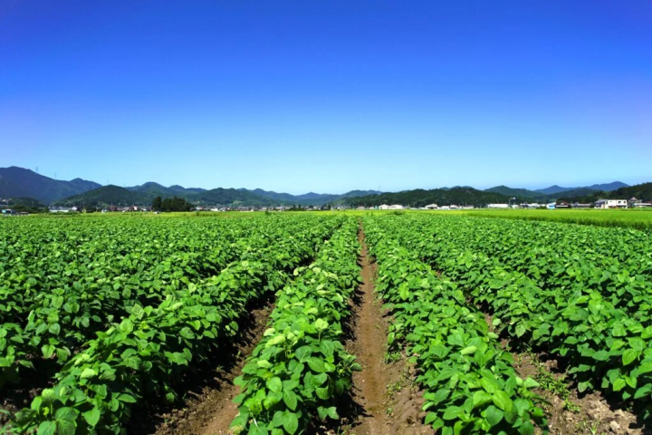 照片提供：“丹波田淵農場” 