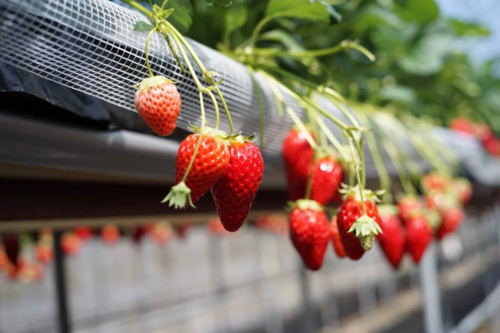 照片提供：“丹波田淵農場” 
