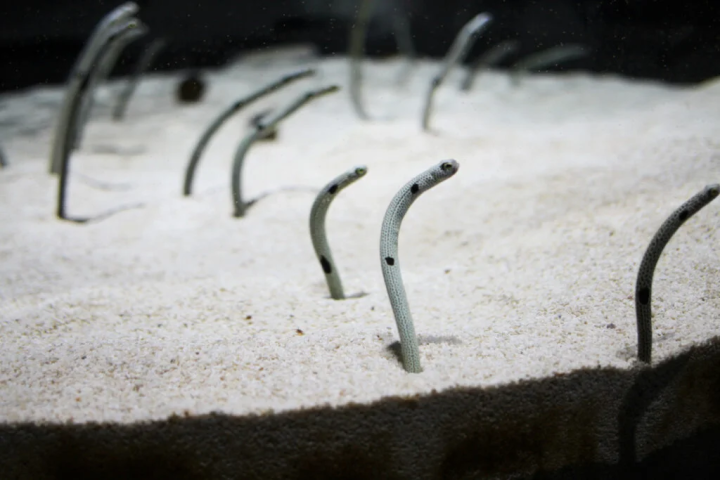 可爱的中国鳗鱼伸出了脸 