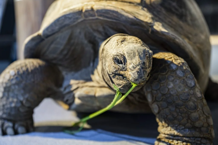 照片由“átoa”提供/根据一天中的不同时间，可以看到巨龟在周围漫步。 