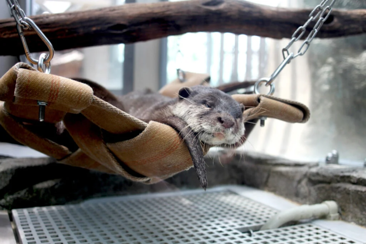 [神户市] 融合艺术的水族馆式剧场“AQUARIUM×ART átoa”