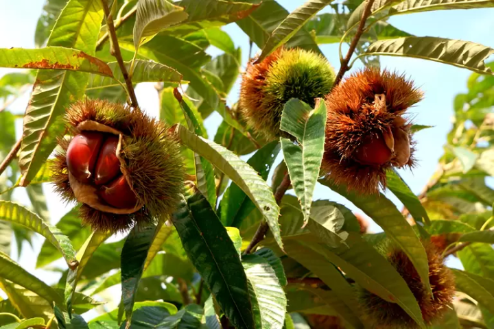 A thorough explanation of the five areas of Hyogo Prefecture and their charms! Gourmet food, hot springs, nature, etc.