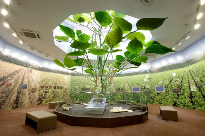 照片提供:“小豆博物馆”<br>