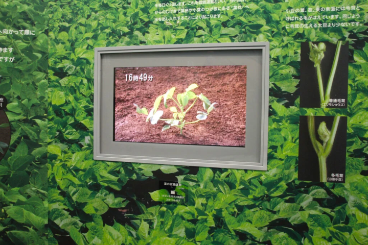 [姬路市] 在 Gozasoro 运营的红豆博物馆了解有关红豆的知识。