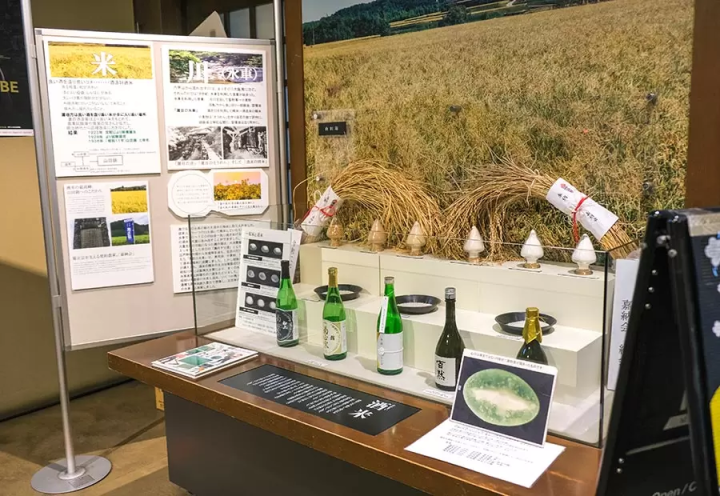 ▲代表酒米“山田锦”的解说与展示 