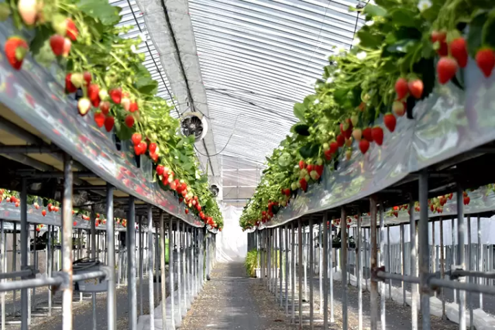 如果你想在兵庫縣採草莓的話,我們推薦你去西脇市!西脇市的特色甜點和特產的詳細介紹