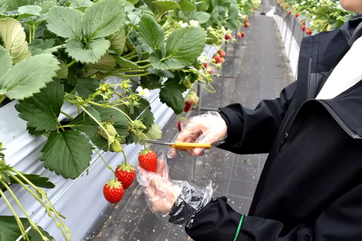如果你想在兵庫縣採草莓的話,我們推薦你去西脇市!西脇市的特色甜點和特產的詳細介紹