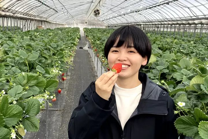 如果你想在兵庫縣採草莓的話,我們推薦你去西脇市!西脇市的特色甜點和特產的詳細介紹