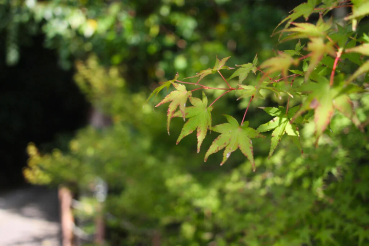 [Kasai City] Hokkezan Ichijoji, the 26th temple of the 33 Saigoku Pilgrimage