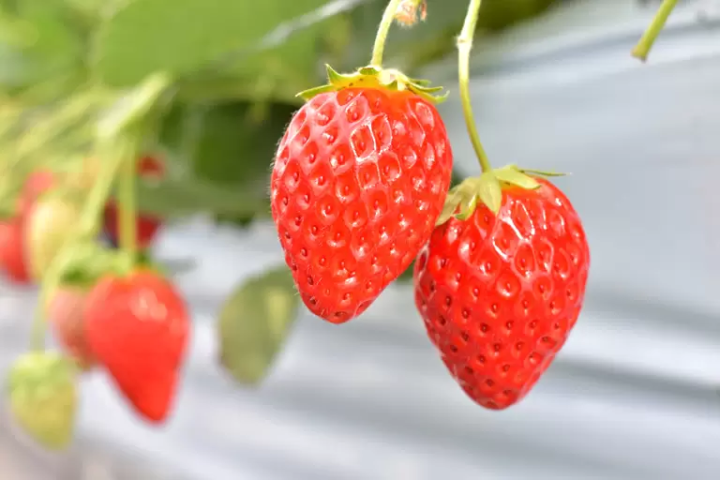 如果你想在兵庫縣採草莓的話,我們推薦你去西脇市!西脇市的特色甜點和特產的詳細介紹