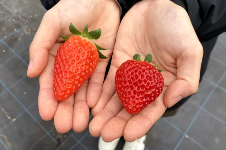 如果你想在兵庫縣採草莓的話,我們推薦你去西脇市!西脇市的特色甜點和特產的詳細介紹