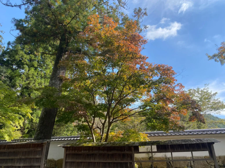 When I visited in late October, the leaves were only changing color in places.