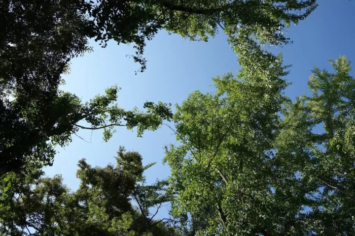 日本一有名!?石切さんでお百度参りやってみた