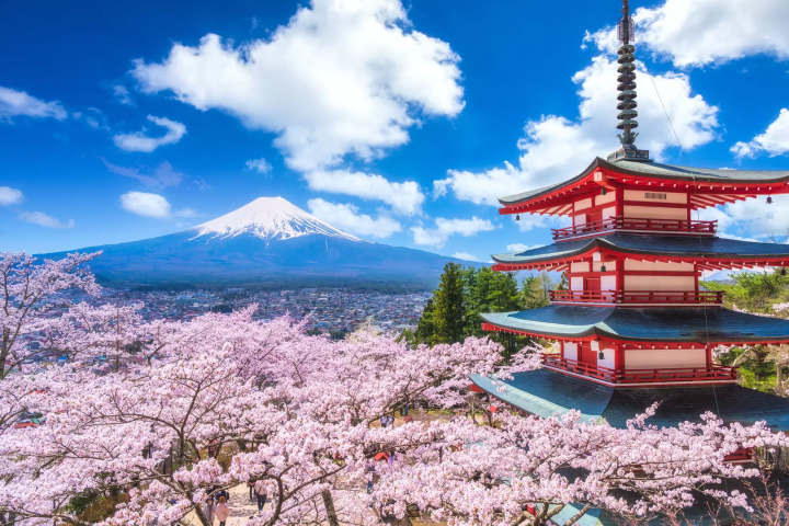 新倉山淺間公園五重塔的櫻花與富士山景色是日本代表