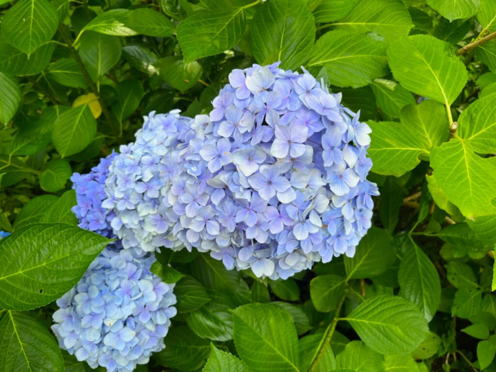 In early summer, hydrangeas welcome you along the road.