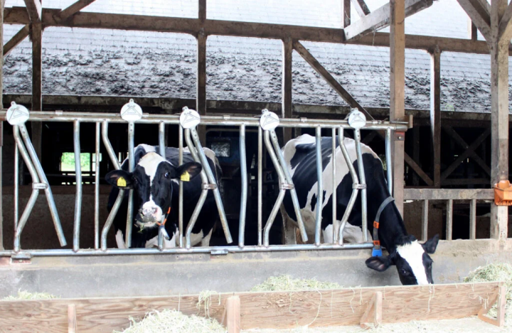 The cows in the barn also seem to be relaxed.