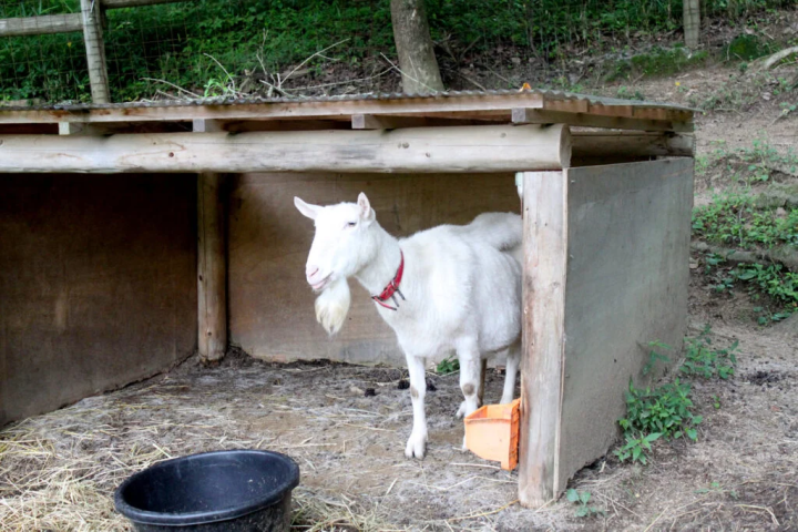 The popular goat on the farm, Yuki-chan, was also watching over the happy wedding.