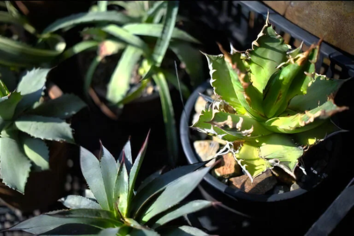 [丹波篠山市] 繼續為被稱為「田一八」的植物製作花盆，這種植物也被丹波篠山博士使用過。