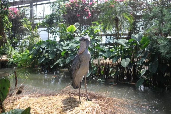 [Kobe City] The charm of being close to the animals! A zoo recommended for family outings