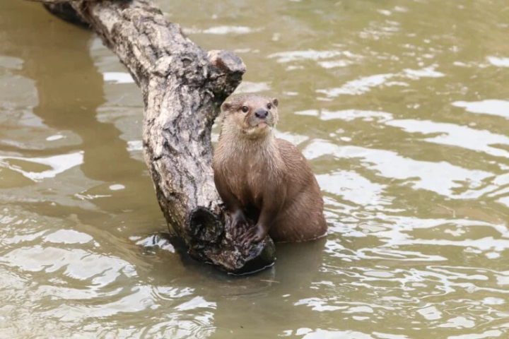 Photo courtesy of Kobe Animal Kingdom 