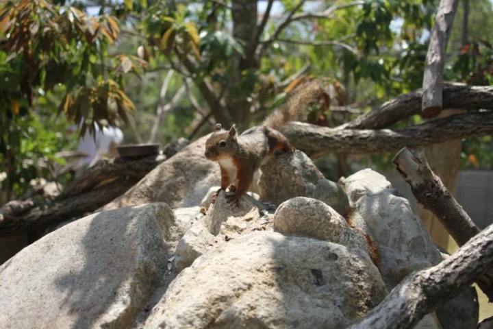 [Kobe City] The charm of being close to the animals! A zoo recommended for family outings