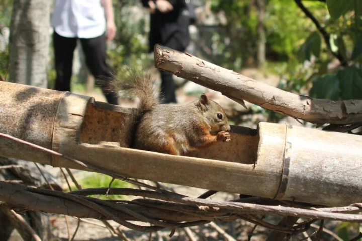 [Kobe City] The charm of being close to the animals! A zoo recommended for family outings