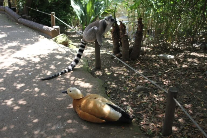 As you walk, you can see animals roaming freely everywhere. 