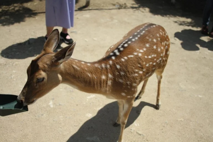 The Kangaroo Farm also has deer and tortoises. 