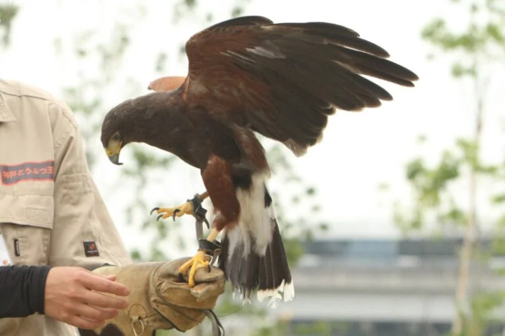 [Kobe City] The charm of being close to the animals! A zoo recommended for family outings