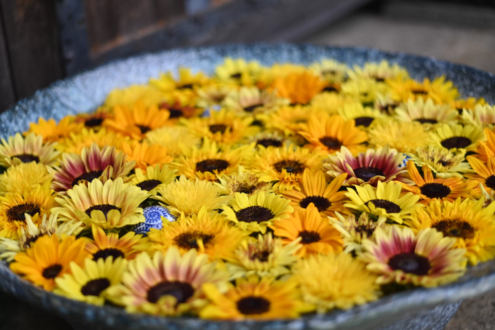 【攻略彻底！ 】行田花手米的步行方法