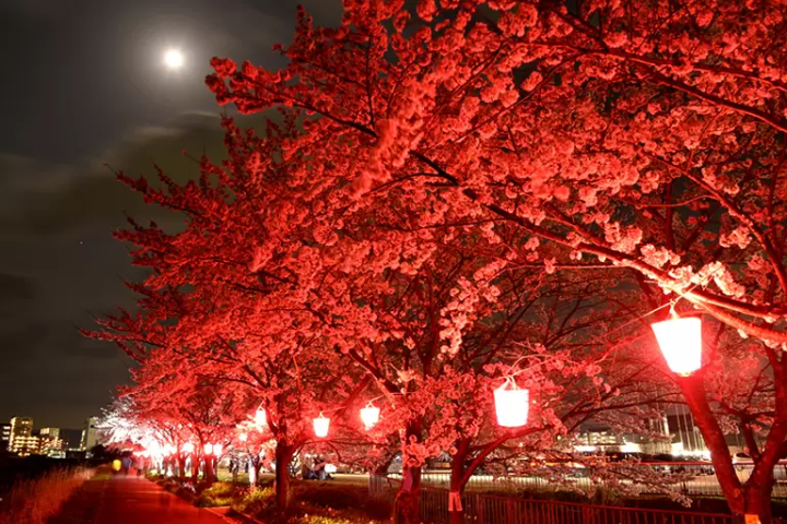 [Hyogo Sanda City] About 30 minutes from Osaka/Kobe! A complete guide to the ``Mukogawa Sakurazutsumi Corridor'' lined with spectacular cherry blossom trees.