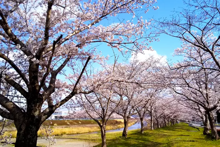[Hyogo Sanda City] About 30 minutes from Osaka/Kobe! A complete guide to the ``Mukogawa Sakurazutsumi Corridor'' lined with spectacular cherry blossom trees.