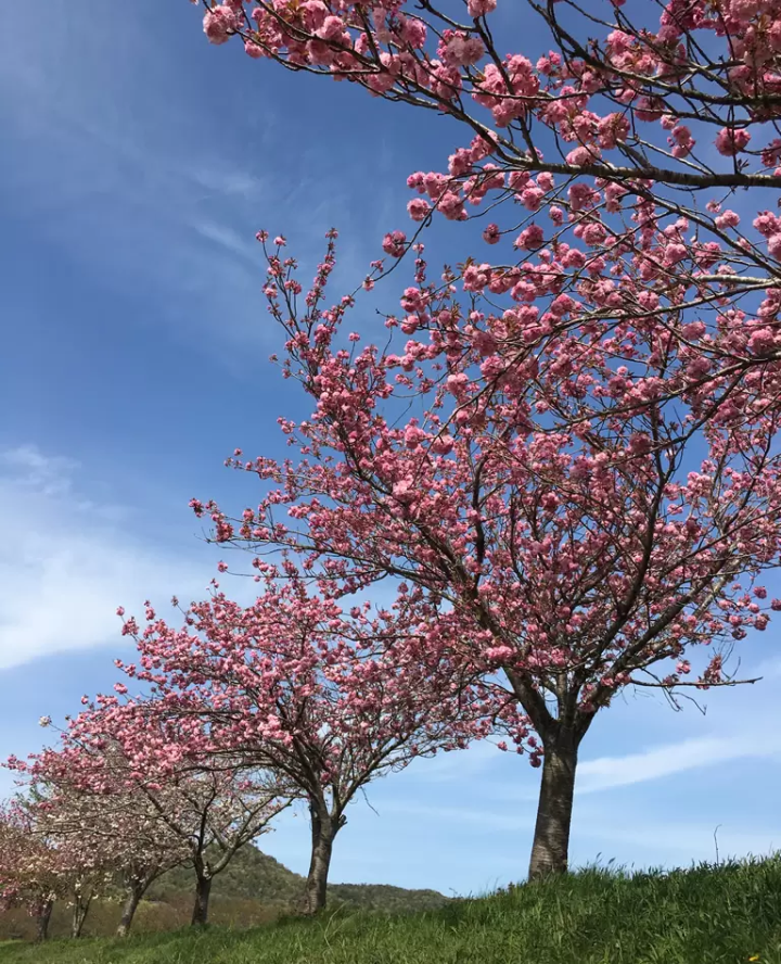 [Hyogo Sanda City] About 30 minutes from Osaka/Kobe! A complete guide to the ``Mukogawa Sakurazutsumi Corridor'' lined with spectacular cherry blossom trees.