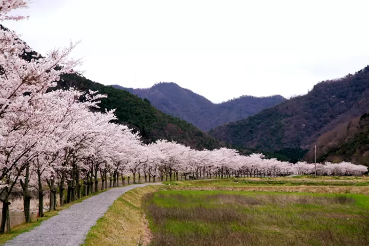 [Hyogo Sanda City] About 30 minutes from Osaka/Kobe! A complete guide to the ``Mukogawa Sakurazutsumi Corridor'' lined with spectacular cherry blossom trees.