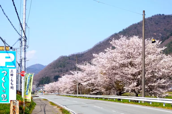 [Hyogo Sanda City] About 30 minutes from Osaka/Kobe! A complete guide to the ``Mukogawa Sakurazutsumi Corridor'' lined with spectacular cherry blossom trees.