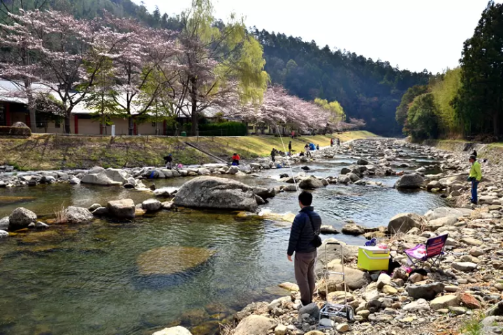 [Hyogo Sanda City] About 30 minutes from Osaka/Kobe! A complete guide to the ``Mukogawa Sakurazutsumi Corridor'' lined with spectacular cherry blossom trees.